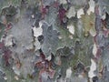 Colorful tree bark as Seamless texture Royalty Free Stock Photo