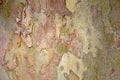 Colorful tree bark as Seamless texture background. Abstract pattern bark of a sycamore. Wood texture background, grunge vintage, Royalty Free Stock Photo