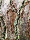 Colorful tree bark background Royalty Free Stock Photo