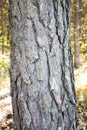 Colorful tree bark with moss and fungus Royalty Free Stock Photo