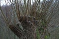 Old tree stump with green moss in winter forest. Natural background.