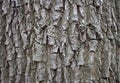 Colorful tree bark in nature. textured, organic