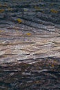 Colorful tree bark texture background. The surface of hardwood Royalty Free Stock Photo