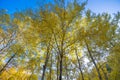 Autumn tree canopy Royalty Free Stock Photo