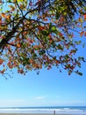 Colorful tree facing the sea