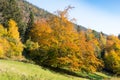 Colorful tree on the forest edge, Puchberg am Schneeberg, Austria