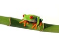 Colorful Tree Frog Royalty Free Stock Photo