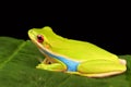 Colorful tree frog against black background Royalty Free Stock Photo