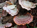 Colorful tree fungi