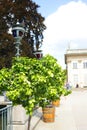 Colorful tree growing in a pot with Royal Lazienki Palace in the background. Warsaw, Poland.