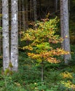 Colorful tree in a tyrolian forest