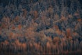 Colorful trees abstract water reflection. Picturesque scenery of reflection of autumn forest Royalty Free Stock Photo