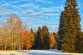 Colorful trees against the blue sky in an autumn park covered with the first snow Royalty Free Stock Photo