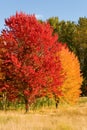 Colorful trees in autumn Royalty Free Stock Photo