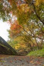 Colorful trees in autumn and a footpath leading into the scene Royalty Free Stock Photo