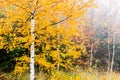 Colorful trees with autumn landscape in mountain with fog, Celadna, Beskids Royalty Free Stock Photo