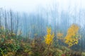 Colorful trees with autumn landscape in mountain with fog, Celadna, Beskids Royalty Free Stock Photo