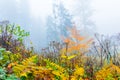 Colorful trees with autumn landscape in mountain with fog, Celadna, Beskids Royalty Free Stock Photo