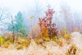 Colorful trees with autumn landscape in mountain with fog, Celadna, Beskids Royalty Free Stock Photo