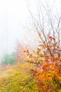 Colorful trees with autumn landscape in mountain with fog, Celadna, Beskids Royalty Free Stock Photo