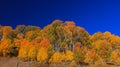 Autumn time along last dollar road in Colorado Royalty Free Stock Photo