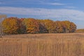 Colorful Trees Beyond a Tallgrass Prairie in Autumn
