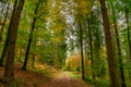 The colorful autumn in Black Forest / Schwarzwald, Germany