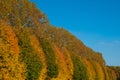 Colorful trees and blue sky - autumn forest landscape Royalty Free Stock Photo
