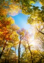 Colorful trees and blue sky wide angle Royalty Free Stock Photo