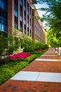 Colorful trees and bushes along a sidewalk in downtown Richmond, Virginia.