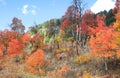 Colorful trees bushes during autumn time in rural Colorado