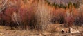 Colorful bushes during earlier spring time in Sierra mountains, California Royalty Free Stock Photo