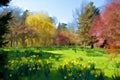 Colorful trees in countryside