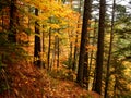 Colorful trees deep in the woods during a Quebec Indian Summer