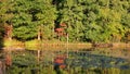 Colorful trees in the forest with reflections in pond during early Autumn time Royalty Free Stock Photo