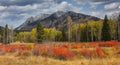 Colorful trees in front of Canadian rocky mountains Royalty Free Stock Photo