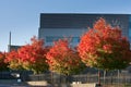 Colorful trees in front of office building Royalty Free Stock Photo