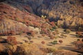 Colorful trees in a hill in autumn Royalty Free Stock Photo