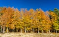 Colorful trees at the lakeside of Lac de la Lauch in the Vosges mountains - Haut-Rhin, France