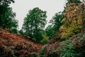 Colorful forest in africain mountain Royalty Free Stock Photo