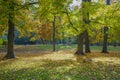 Colorful trees and leaves in park in autumn