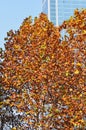 Colorful Trees Modern Building in fall Royalty Free Stock Photo