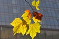 Colorful Trees Modern Building in fall Royalty Free Stock Photo