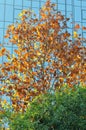 Colorful Trees Modern Building in fall Royalty Free Stock Photo