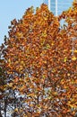 Colorful Trees Modern Building in fall Royalty Free Stock Photo