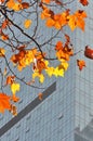 Colorful Trees Modern Building in fall Royalty Free Stock Photo