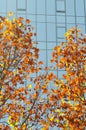 Colorful Trees Modern Building in fall Royalty Free Stock Photo