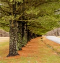 Colorful Trees with Moss and green branches. Royalty Free Stock Photo