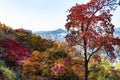 Colorful trees in Namsan park in Seoul in autumn Royalty Free Stock Photo