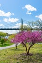 Colorful Plants and Flowers during Spring on the Riverfront of Randalls and Wards Islands with the Triborough Bridge of New York C Royalty Free Stock Photo